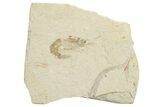 Cretaceous Fossil Shrimp - Lebanon (Back in Stock) - Photo 6